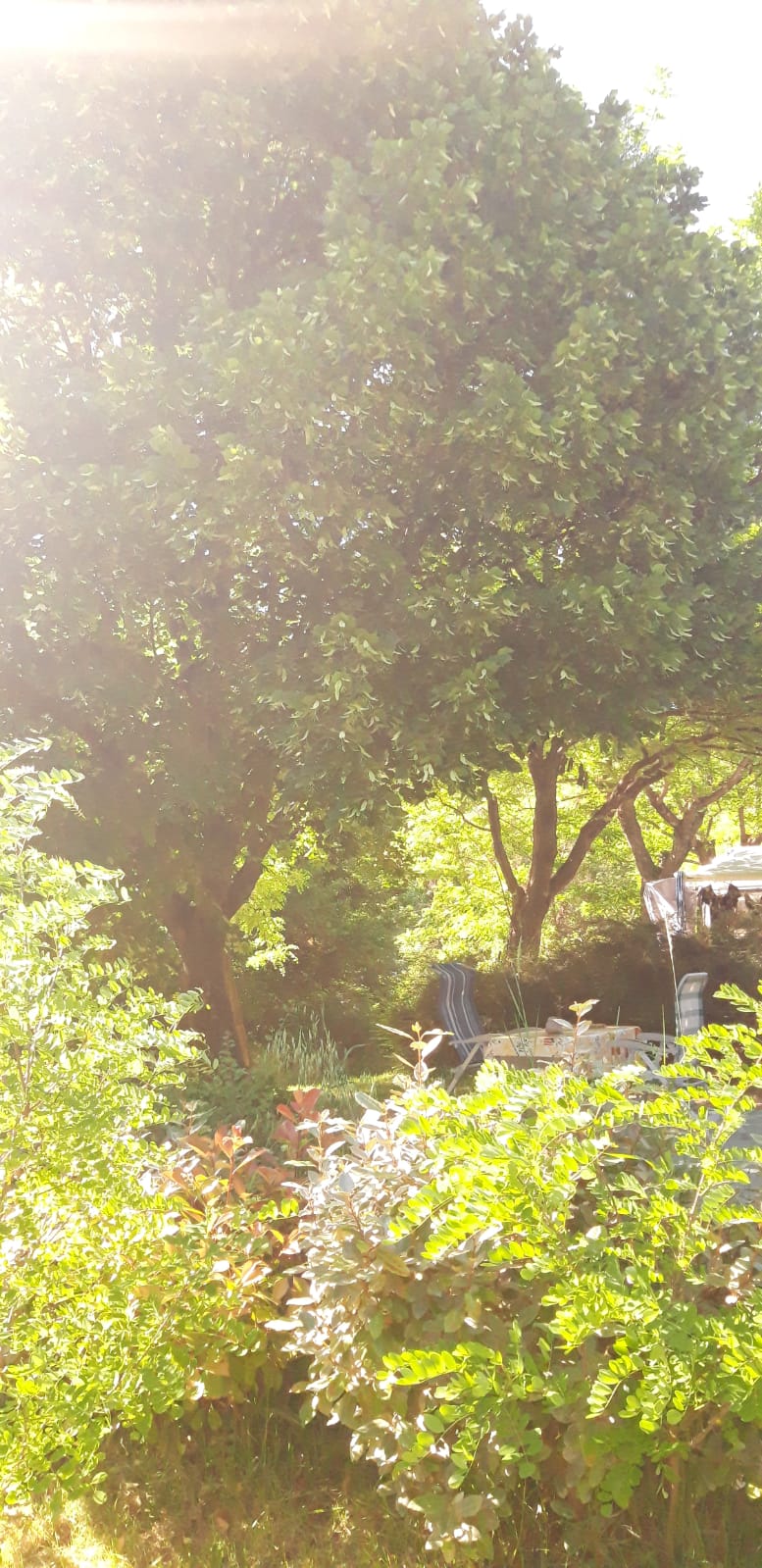 Camping Le Pré des Arbres — photo 7